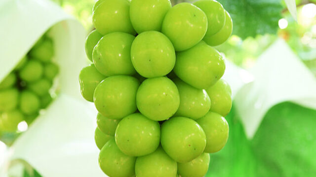 シャインマスカット｜ぶどう園さんすけ